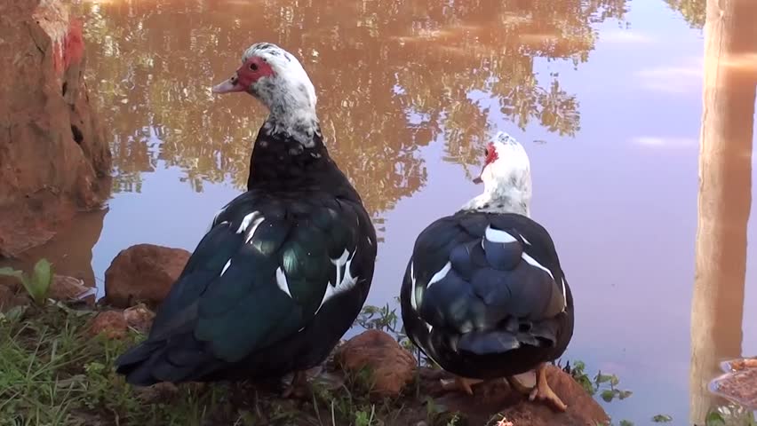 Two mallards near water