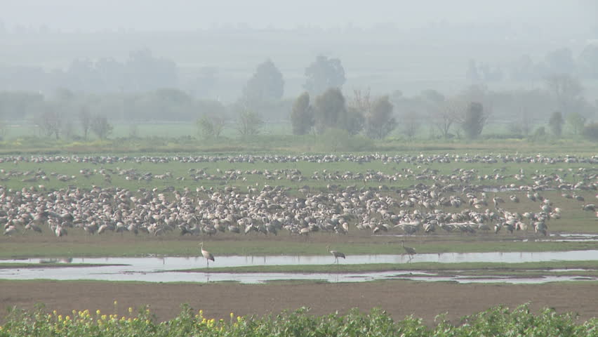 Cranes above the Hula valley, Upper Galilee in Israel. 