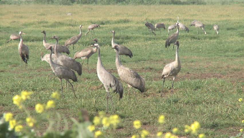 Cranes above the Hula valley, Upper Galilee