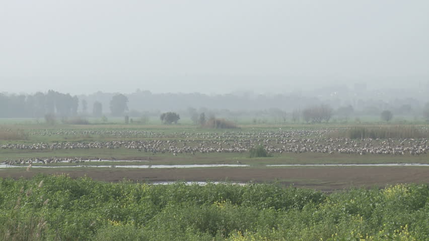 Cranes above the Hula valley, Upper Galilee