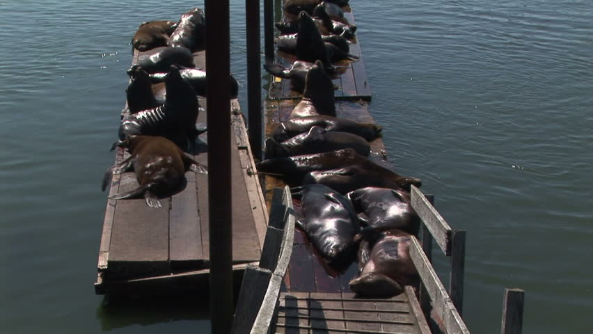 Sea Lions swimming and resting on harbor dock