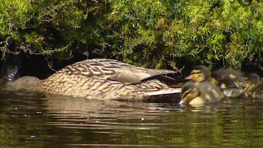 Wild Duck female mallard - anas platyrhynchos with ducklings in pond - close up. Only the female incubates the eggs and takes care of the ducklings