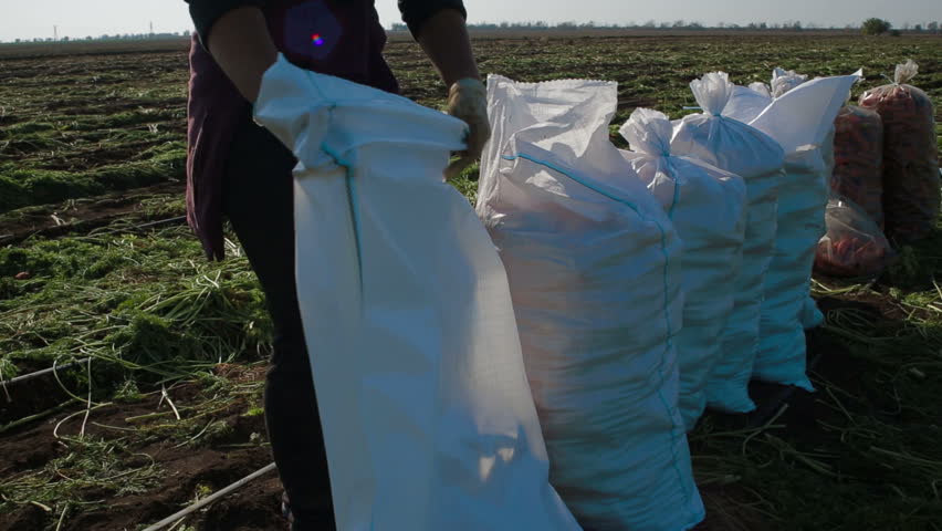 One worker helps another to put carrots from bucket into a sack.