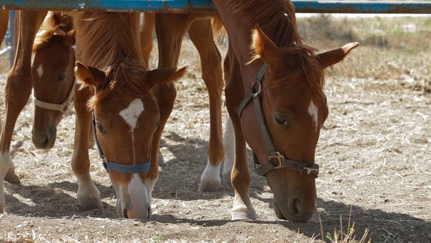 Young stallions eating in paddock. Close-up.