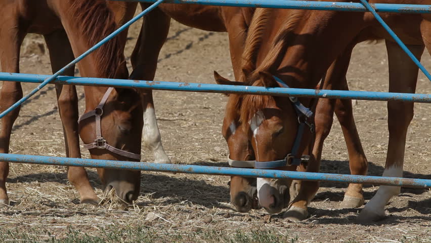 Young stallions are eating hay from the ground.