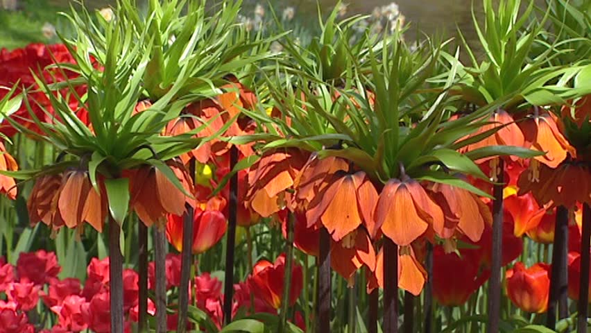 Fritillaria imperialis, Crown Imperial in bloom. The downward facing flowers have a crown of small green leaves at the top of the stem. The odor repels mice, moles and other rodents.
