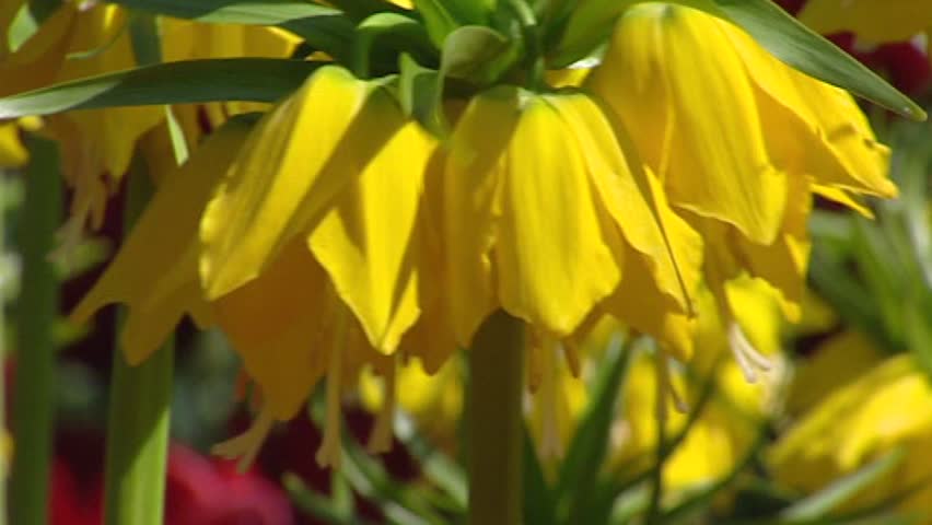 Fritillaria imperialis, Crown Imperial in bloom - close up. The downward facing flowers have a crown of small green leaves at the top of the stem. The odor repels mice, moles and other rodents.
