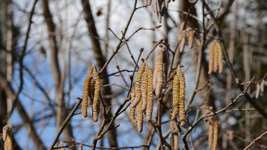 blur spring hazelnut catkins