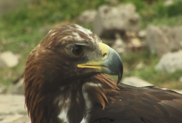 The Big bird of prey.