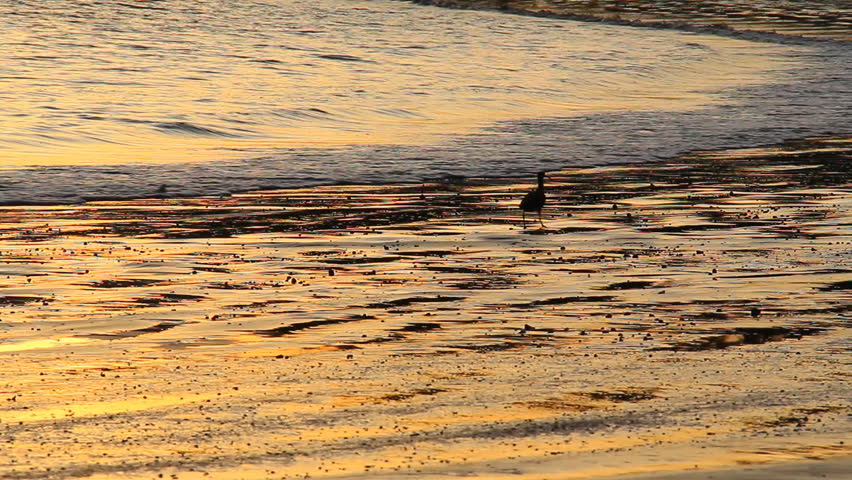 Ibis Costa Rica Beach 1.An Ibis bird with a curved bill, looking for food along a gulf of Papagayo beach in Costa Rica at dawn.