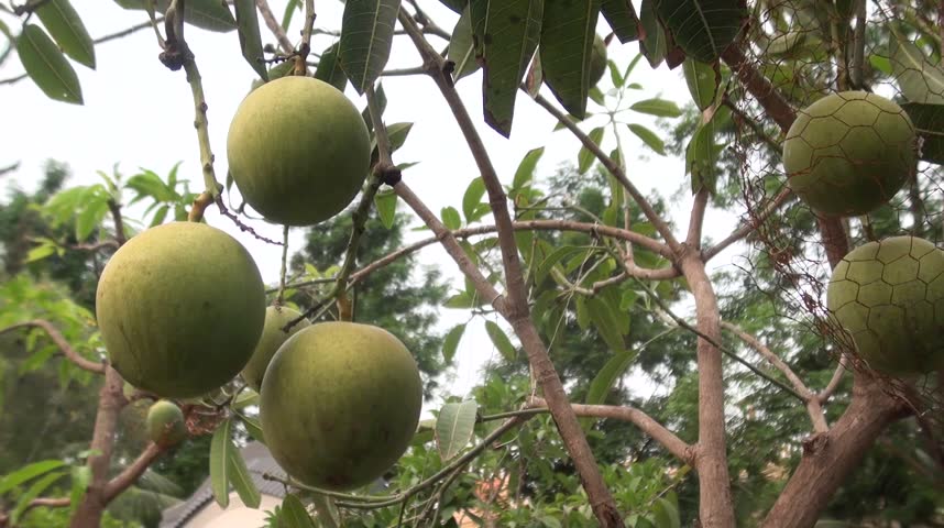Fruits in Bonsai garden gently sways to the mild breeze in Indian summer.