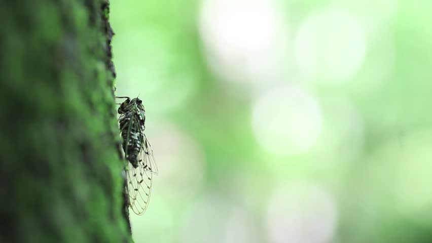 Header of Cicada