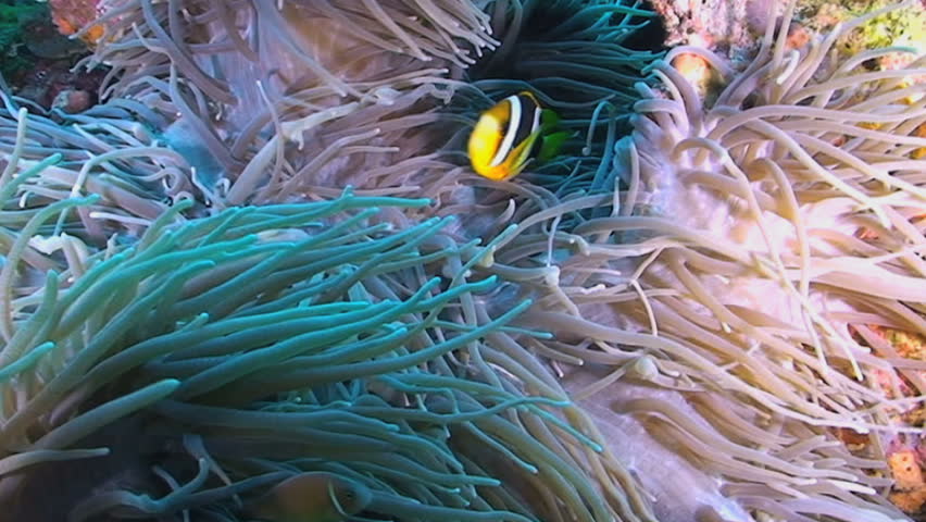 Clarke's anemonefish, Amphiprion clarkii swimming in a Long Tentacle Anemone or Corkscrew Anemone, Macrodactyla doreensis, Papua New Guinea, Milne Bay  