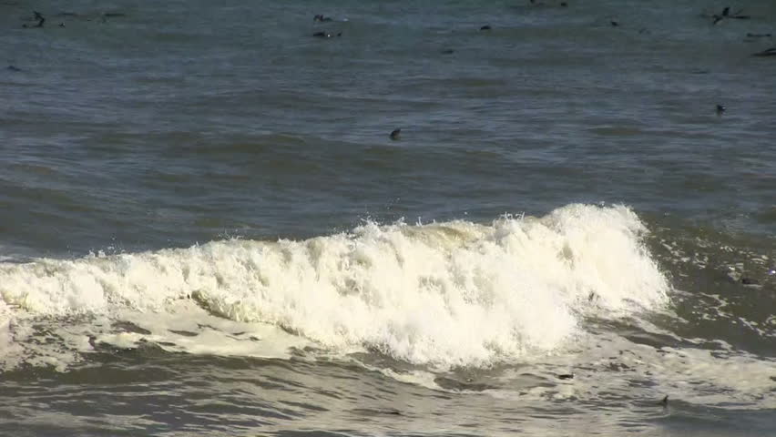 Crashing wave, seal colony