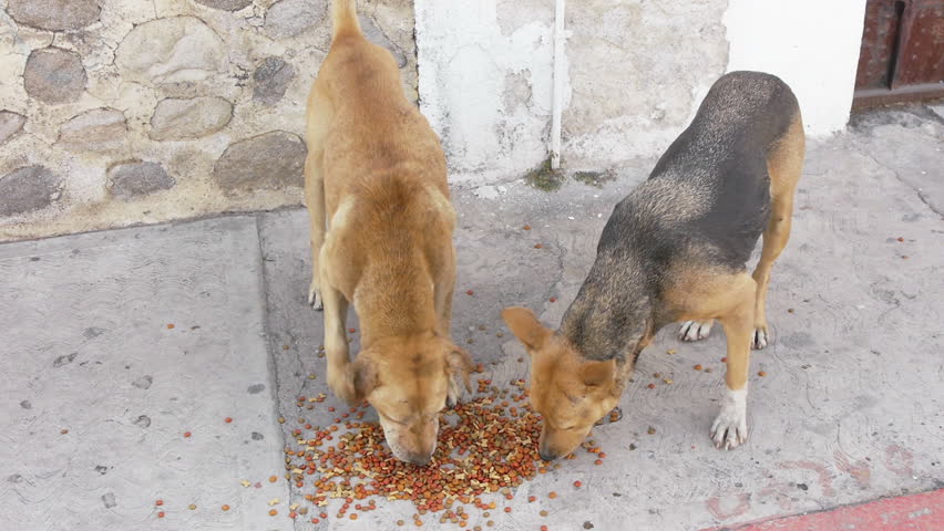 Stray Dog Eating Dog Food On A Sidewalk. Stock Footage ...