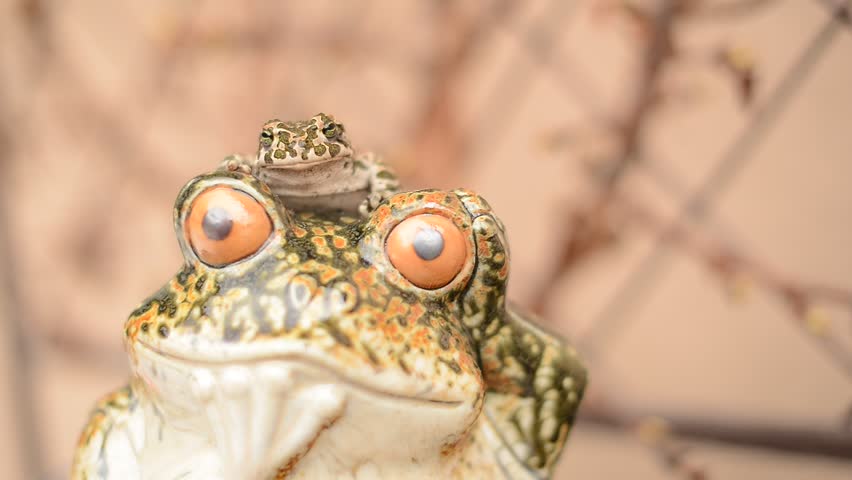 funny frog