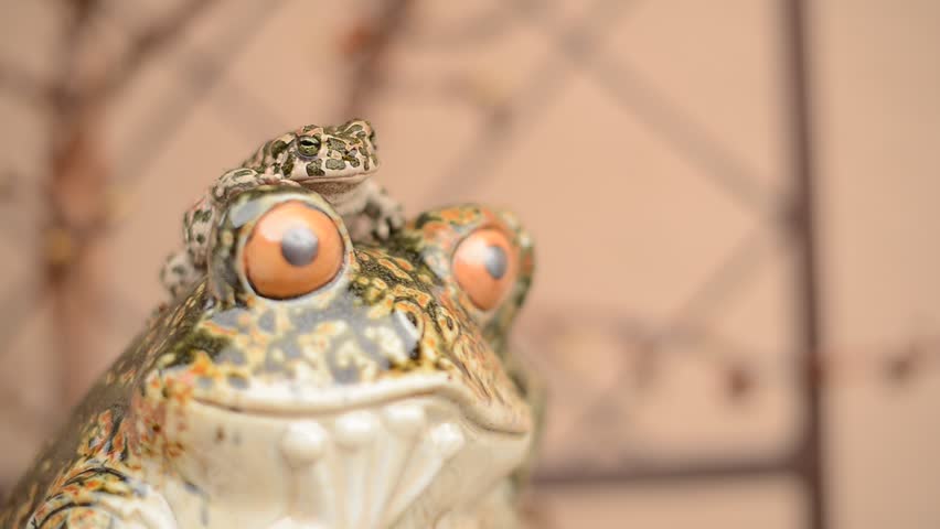 funny frog