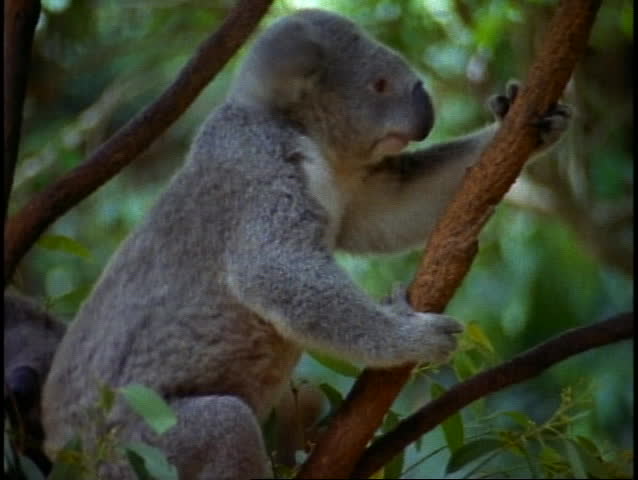 Koala, medium close up climbing