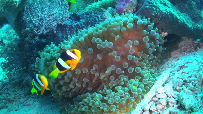 Clarke's anemonefish, Amphiprion clarkii swimming in a Bubble Tip Anemone, Entacmaea quadricolor, Papua New Guinea, Milne Bay  
