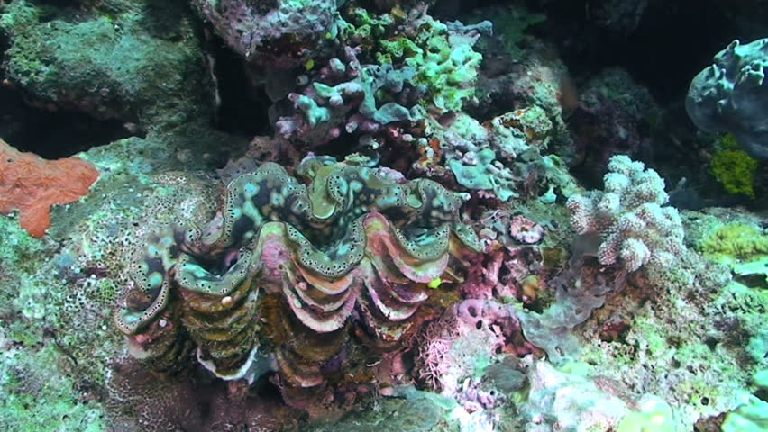 Clam, Tridacna species, Papua New Guinea, Milne Bay 