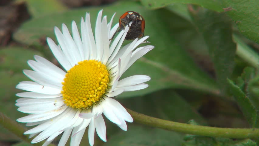 Ladybug Walking on a Daisy Flower in Field, Meadow, Lawn, Background, Ladybird