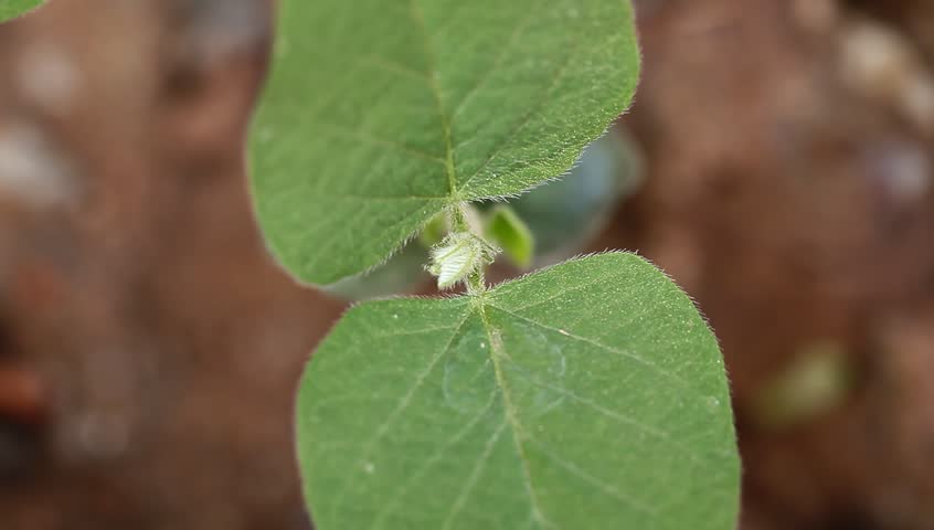 young soybean sapling in the field 