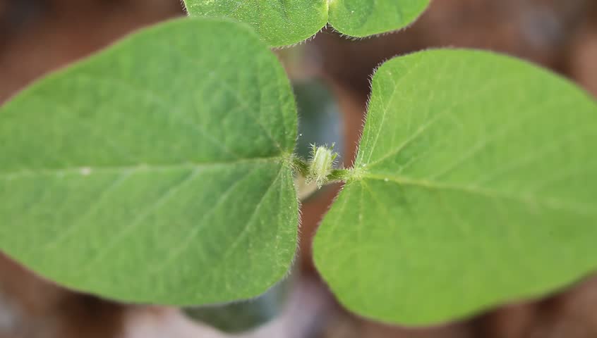 young soybean sapling in the field 