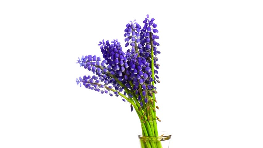 Grape Hyacinth in a vase rotating around an axis