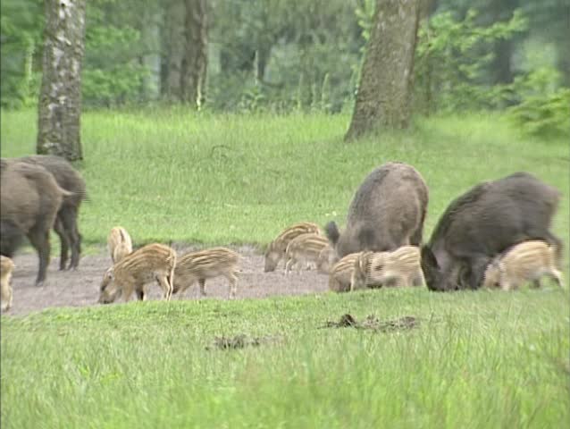 Wild Boar (sus scrofa) with offspring forage in mud.  Wild boar are omnivorous scavengers, eating almost anything they come across. Females and their offspring live in groups called sounders