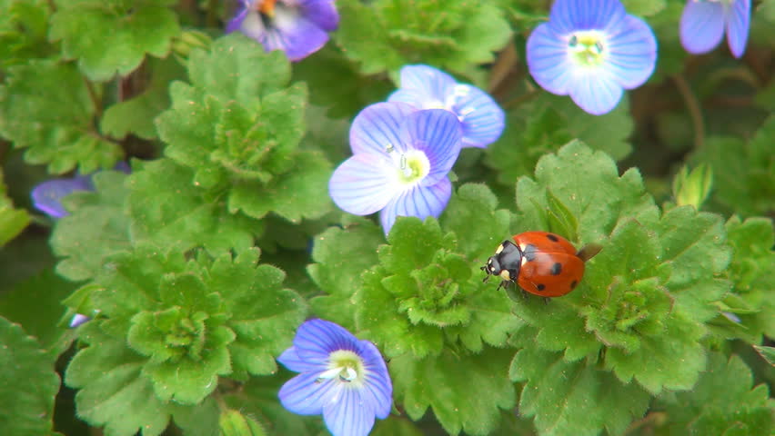 Ladybug Preparing Wings to Fly on Veronica Persica Flower, Ladybird, Bug, Macro
