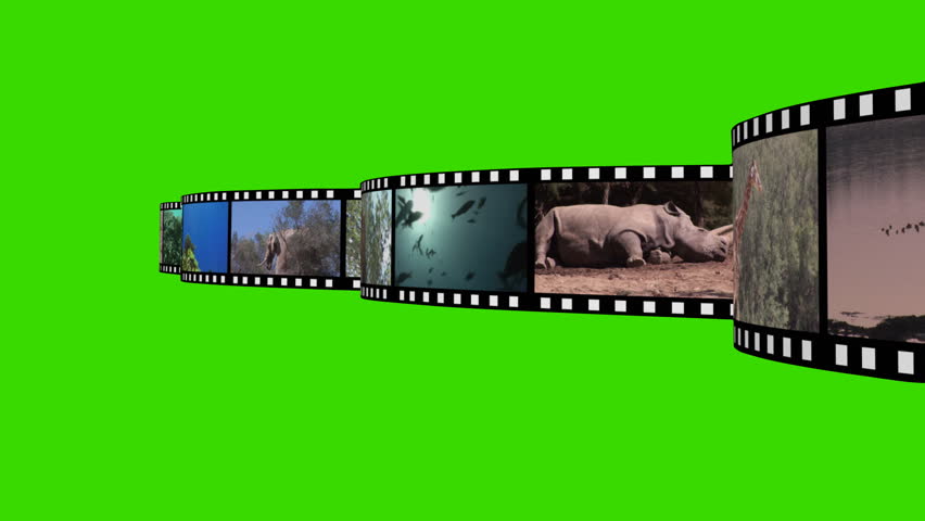 Animal film reel green screen 2