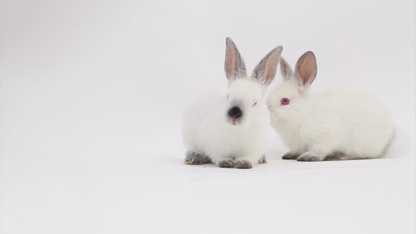 Two rabbits