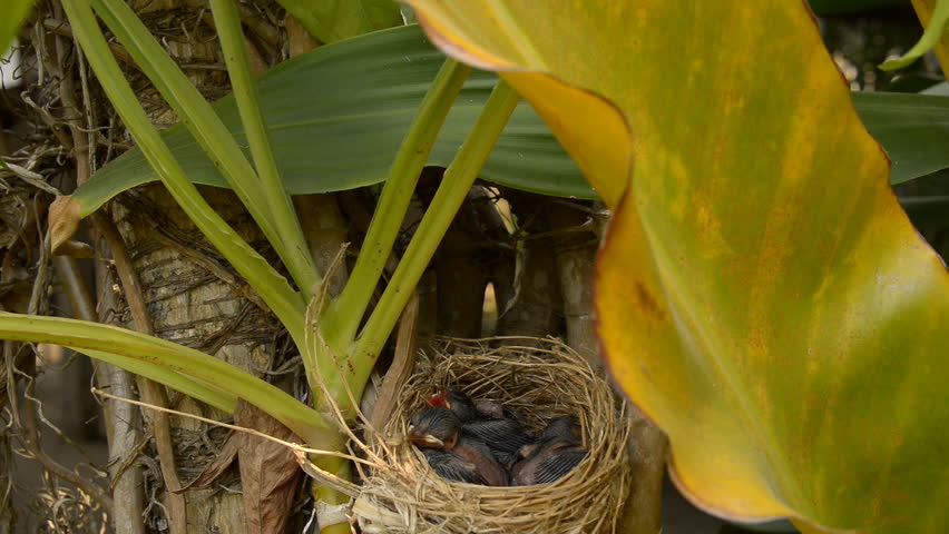 Baby red-whiskered bulbul chicks waiting for mom to come back with some food.