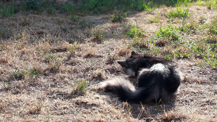 Young cat on a plot playing with hunted locust