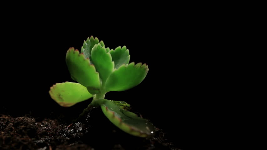 Green sprout growing from soil on black background. Macro shot.