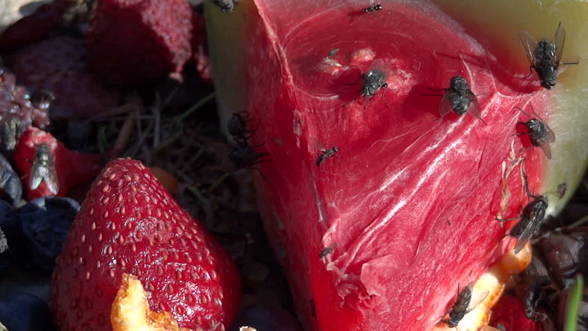 A group of flies gather to eat some rotting watermelon and strawberry.