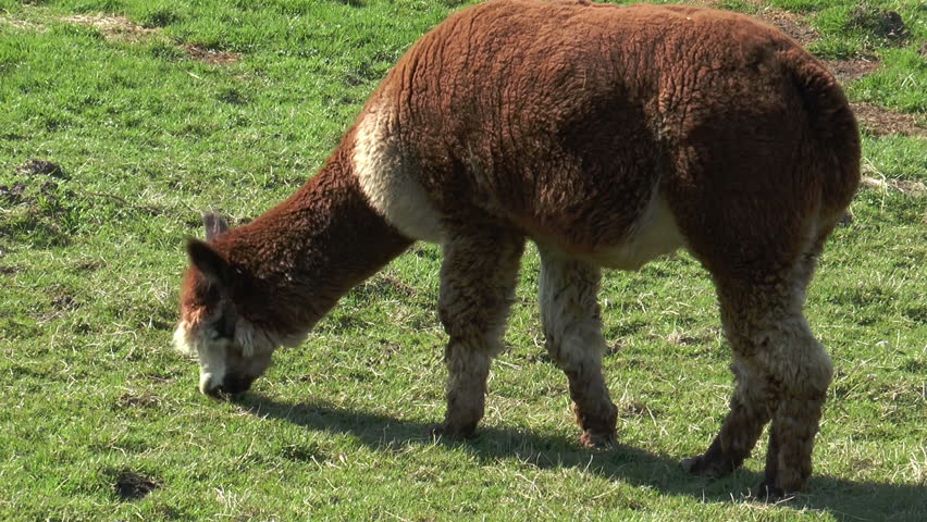 brown white alpaca grazing on meadow