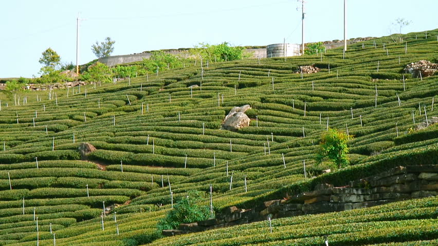 Tea plantation on an Asian hillside (pan) 