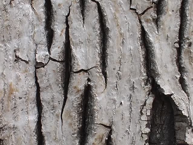 Ants on walnut tree bark