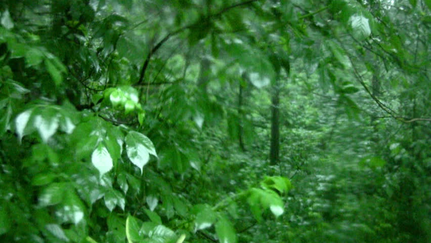 Deciduous forest. Heavy rain pours on a juicy green leaves. Raindrops produce characteristic smearing on the glass in front of camcorder