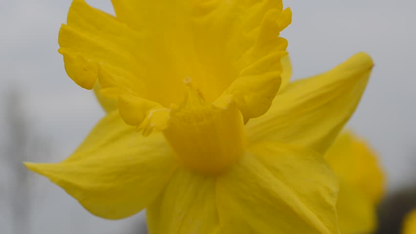 Spring flowers