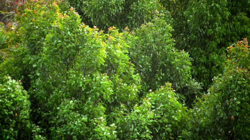 Trees swaying together in the breeze