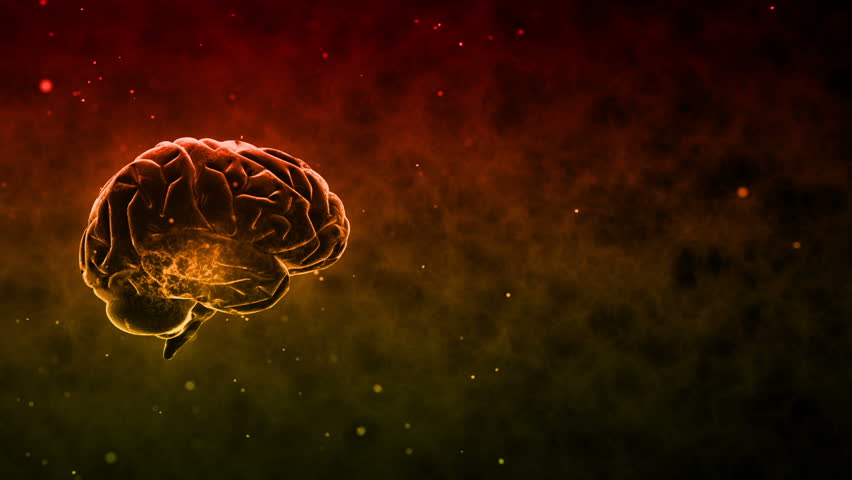 Brain images.