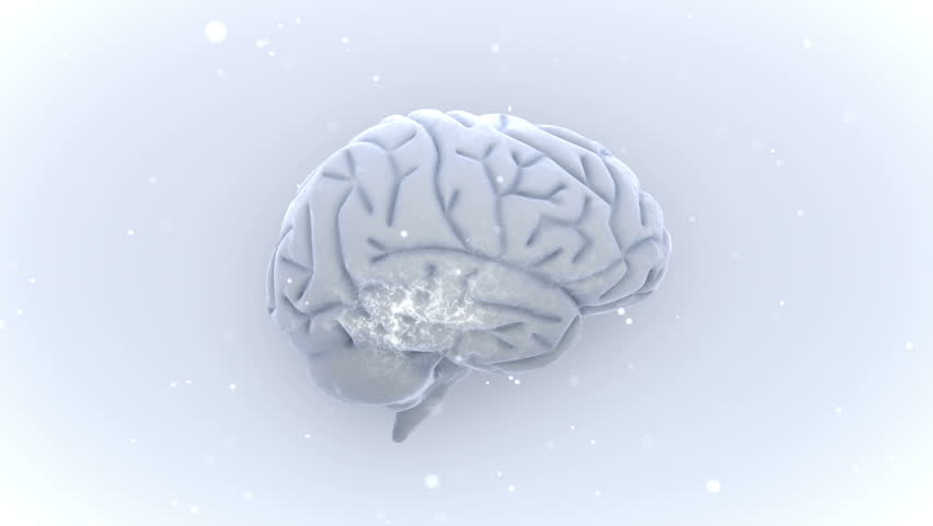 Brain images.