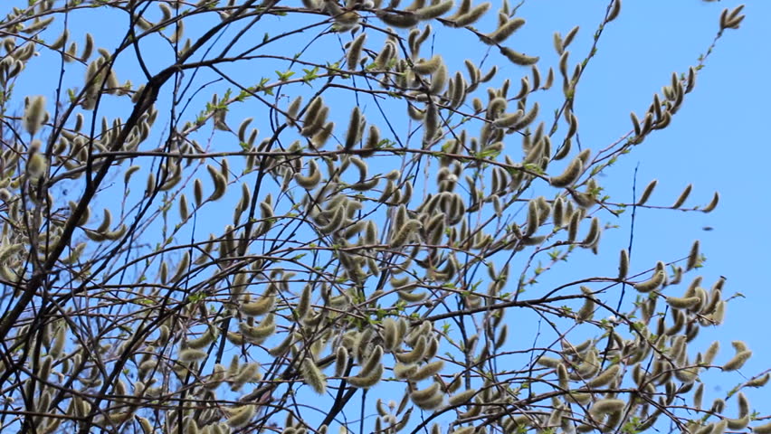 Flowering Pussy Willow