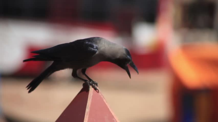 Big Crow in India