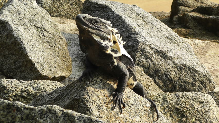 Iguana in the Beach of South Mexico in Oaxaca Central America