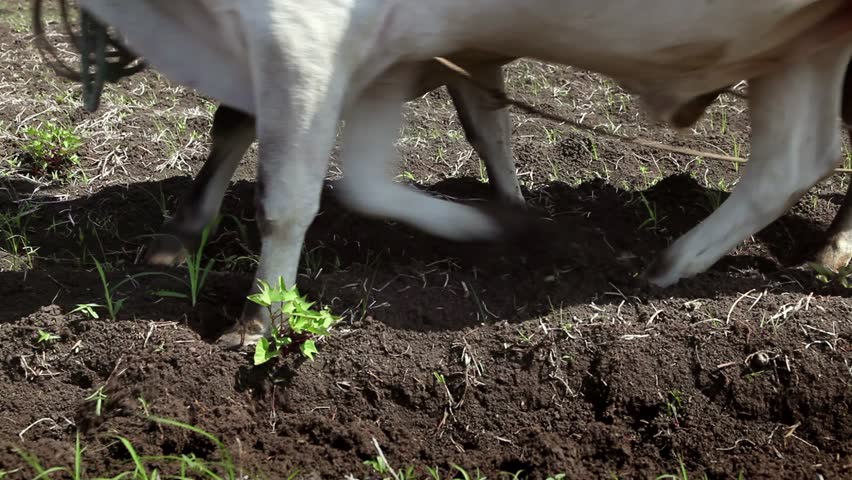Cuban farmer working in the field during tillage, peasant plowing the ground with plow pulled by oxen in farm, Guines, Cuba. Sequence