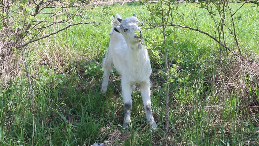 cute baby goat eating green leaves