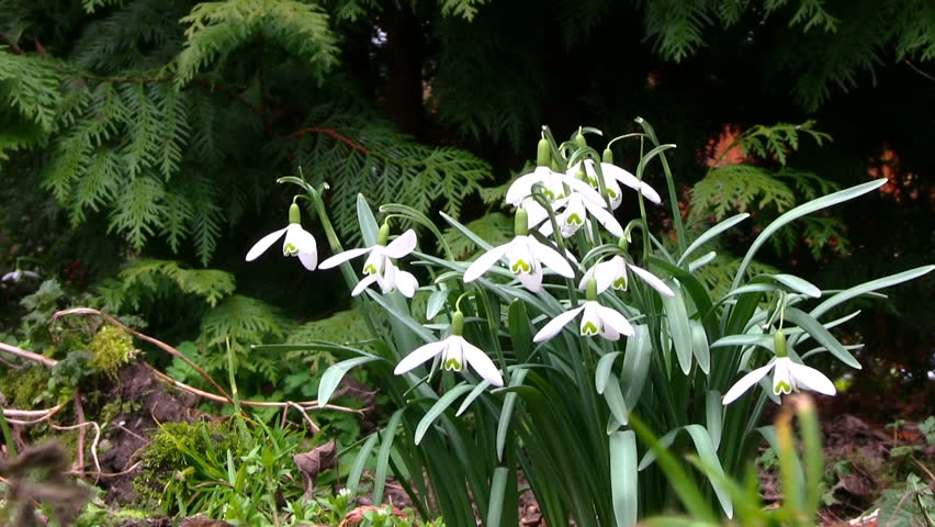 Galanthus